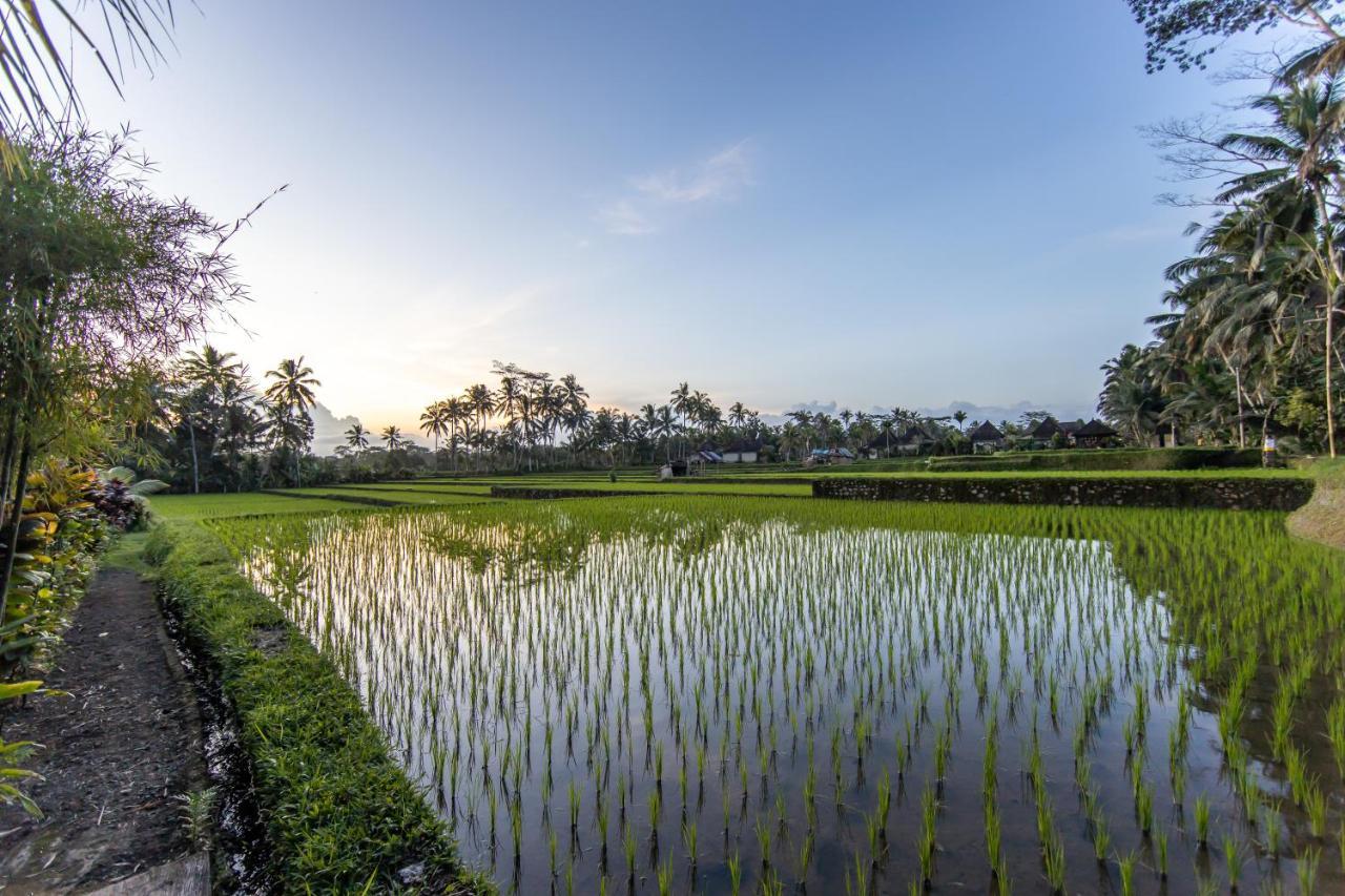 Villa Natha Ubud Zewnętrze zdjęcie