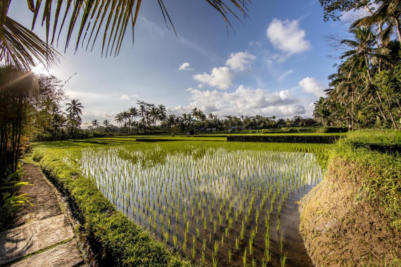 Villa Natha Ubud Zewnętrze zdjęcie